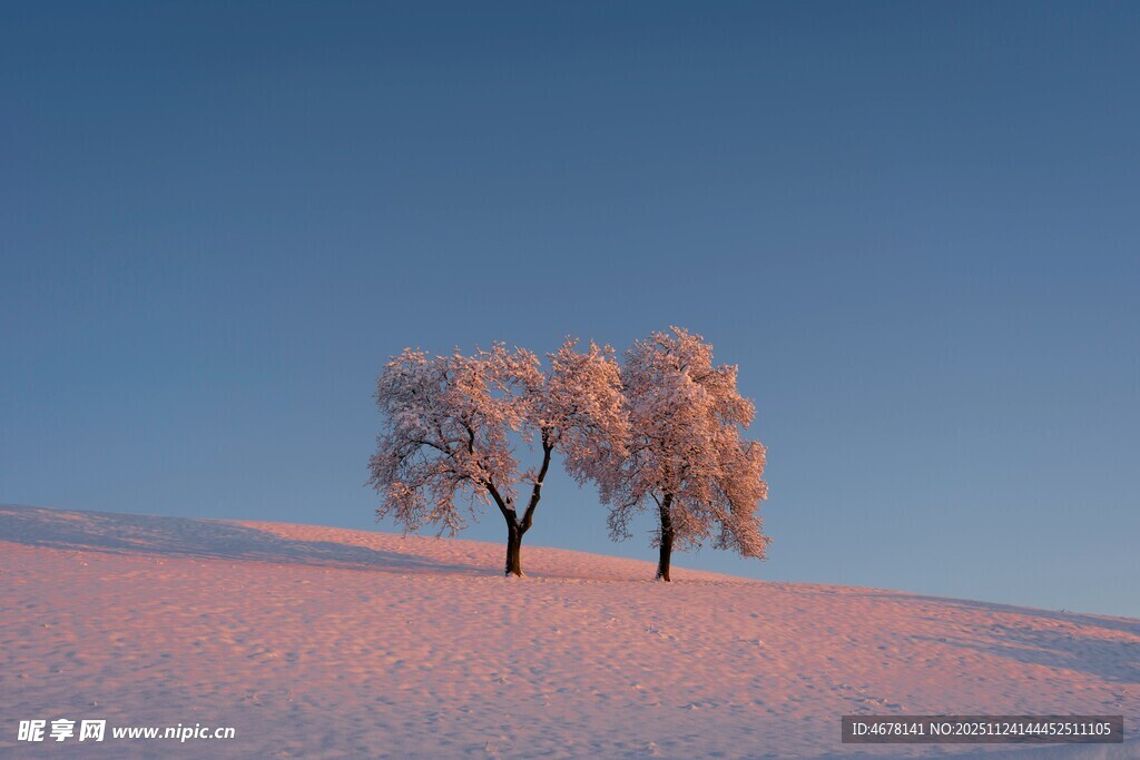 雪坡上的两棵银装素裹之树