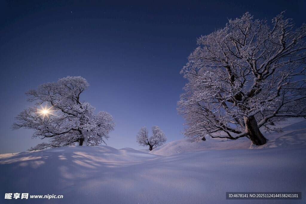 雪夜中的静谧树木
