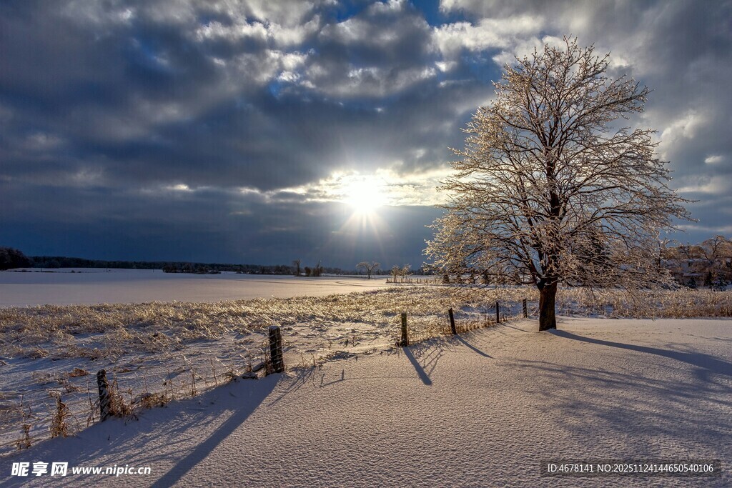 冬日雪景中的孤树与暖阳
