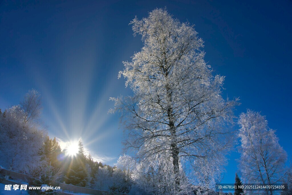 冬日雪树映暖阳