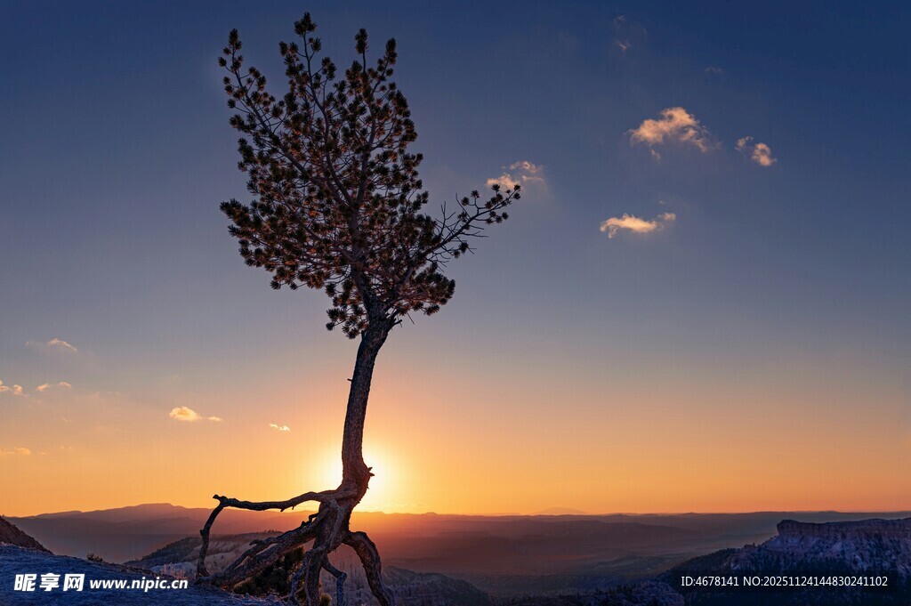 夕阳下孤独挺立的一棵树