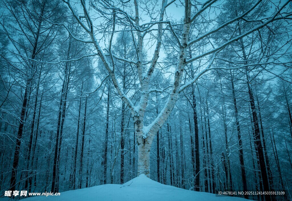 冬日雪林孤树静谧景象