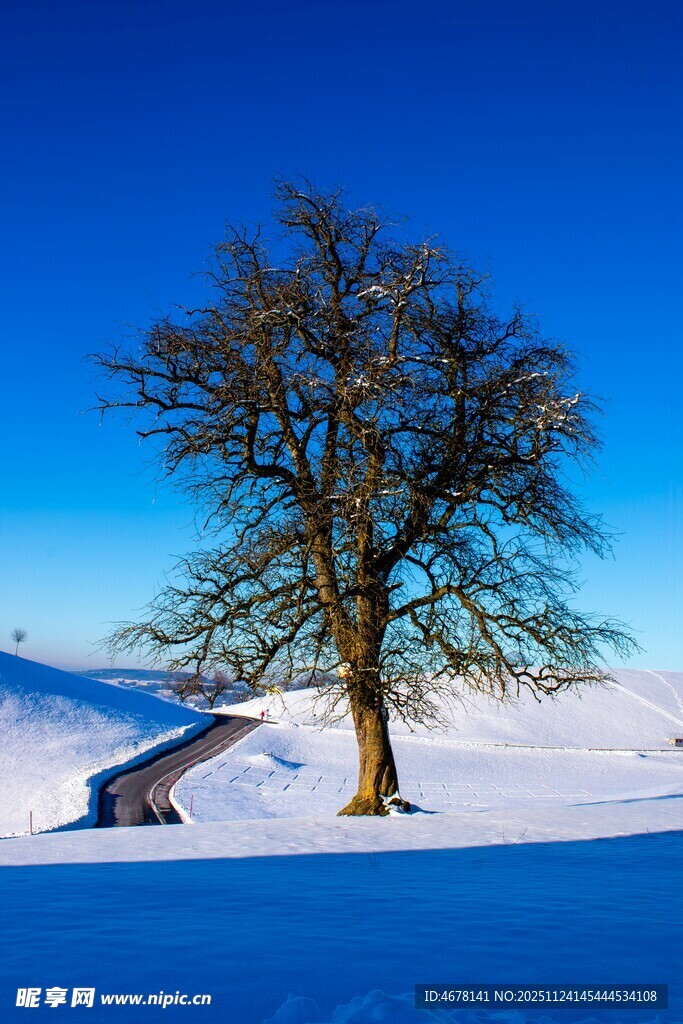冬日孤树雪景