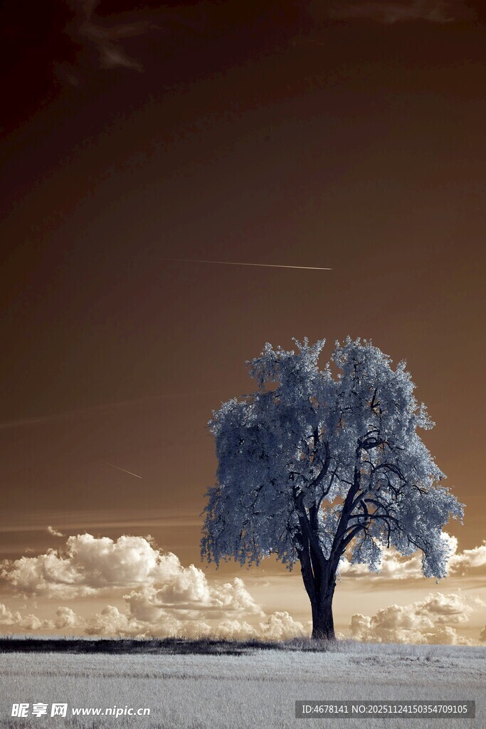 冬日旷野中的孤独树木