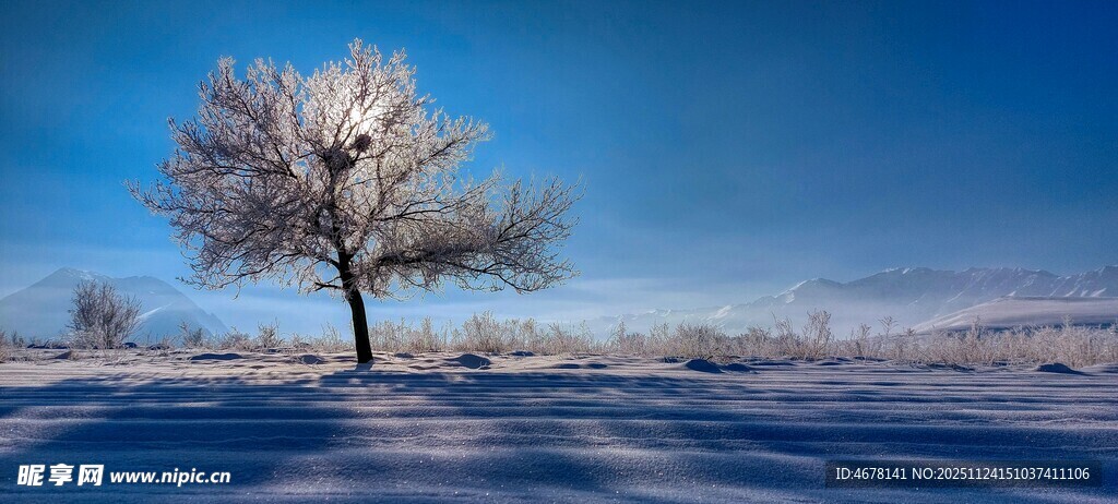 冬日孤树雪景