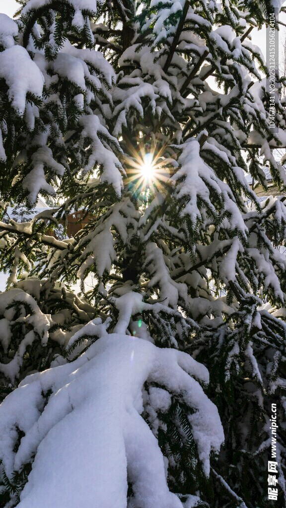 雪覆树枝间 阳光透微光