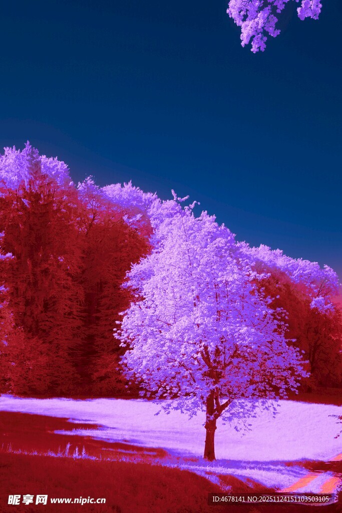 红外摄影下的梦幻树木景观