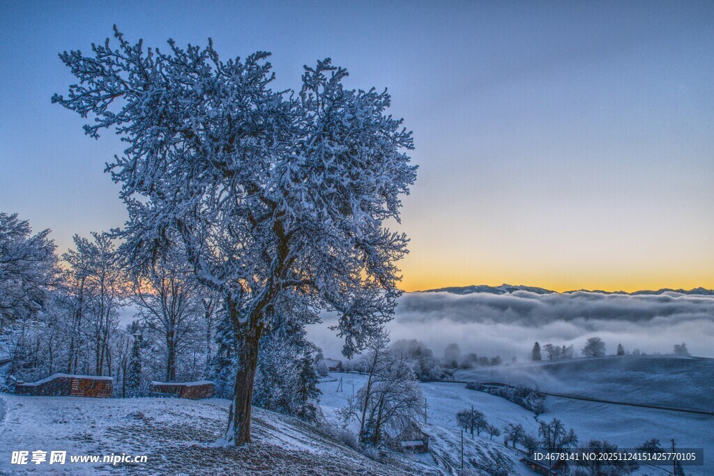 冬日雪覆树木的美丽景致
