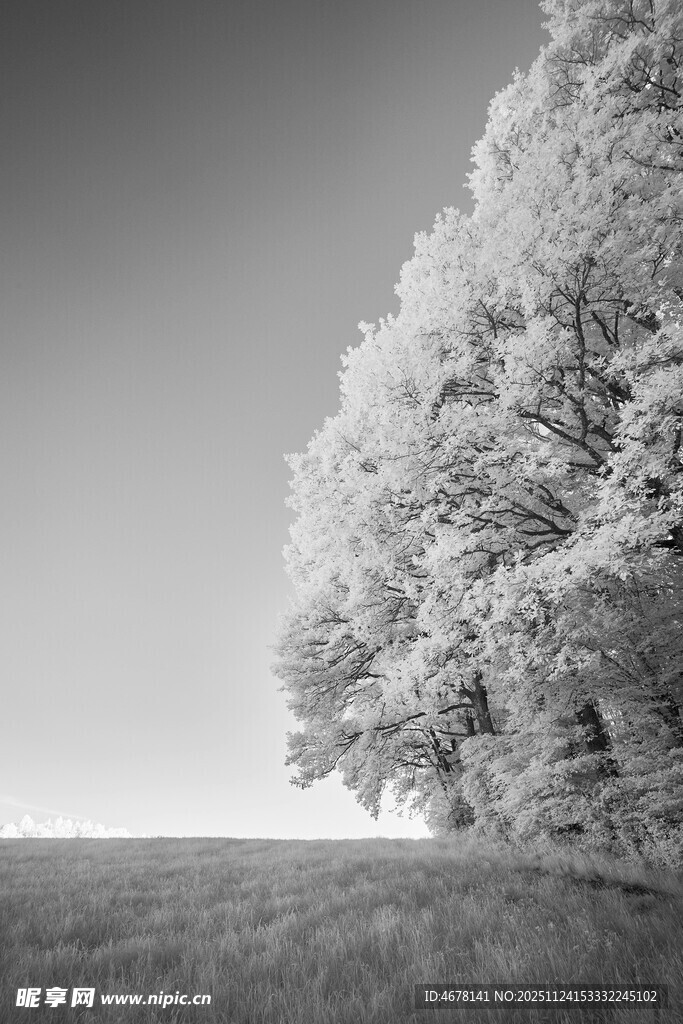 黑白雪景中的孤树