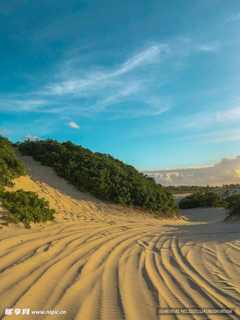 沙漠风光中的绿植点缀