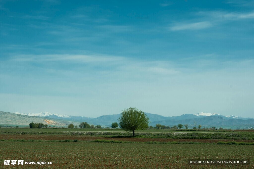 广袤田野中的孤独树木