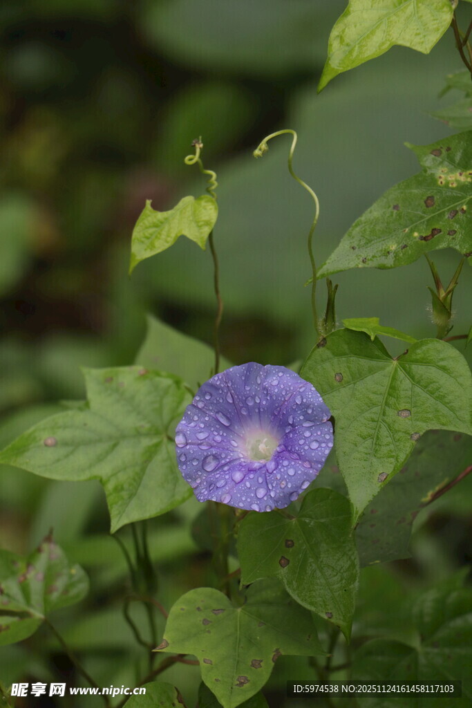 紫色牵牛花绽放绿叶间