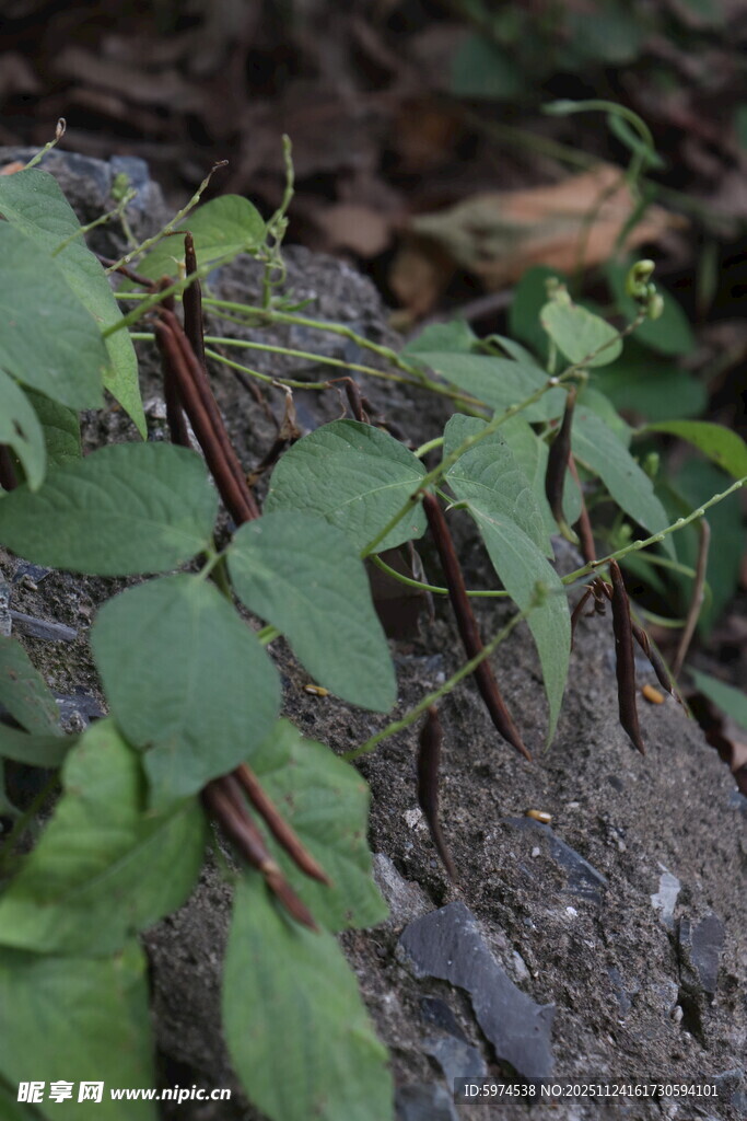 叶子  岩石旁生长的翠绿植物