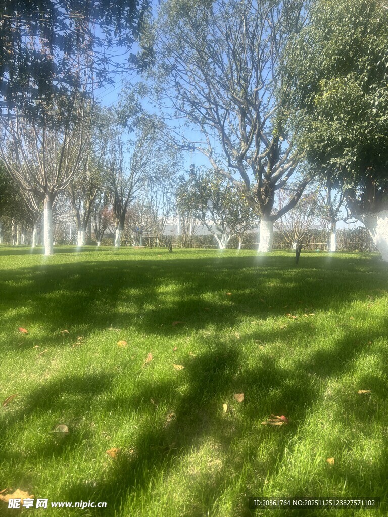 阳光照耀下的草地与树木