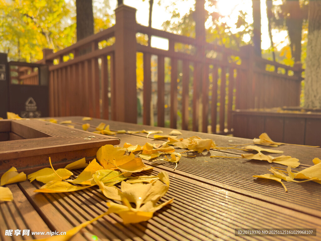 秋日木栈道上的金黄落叶