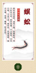 传统中药材蜈蚣展示