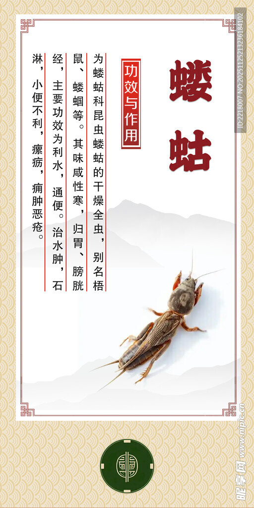 中药材蝼蛄展示