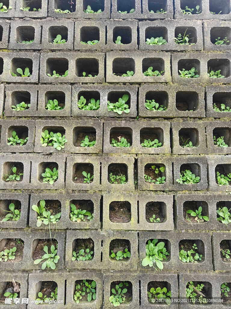 方格中的绿色幼苗