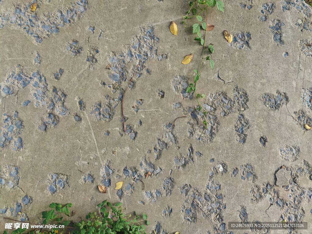 石板地面上的绿植点缀