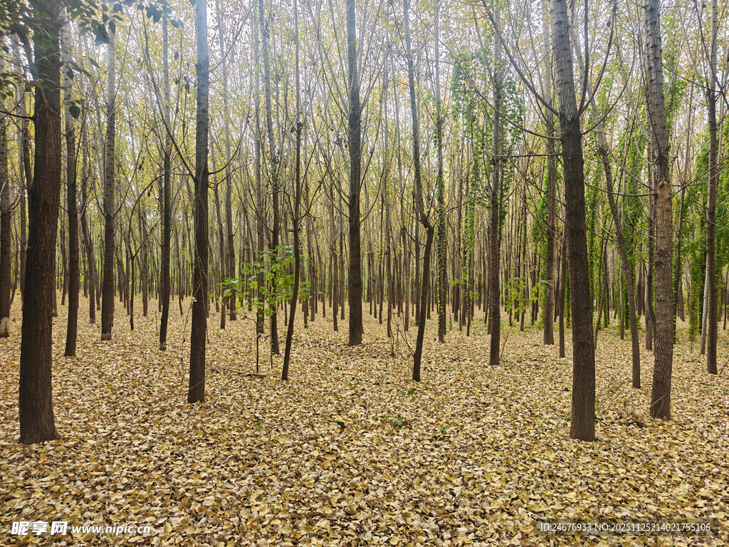 秋日落叶树林景观