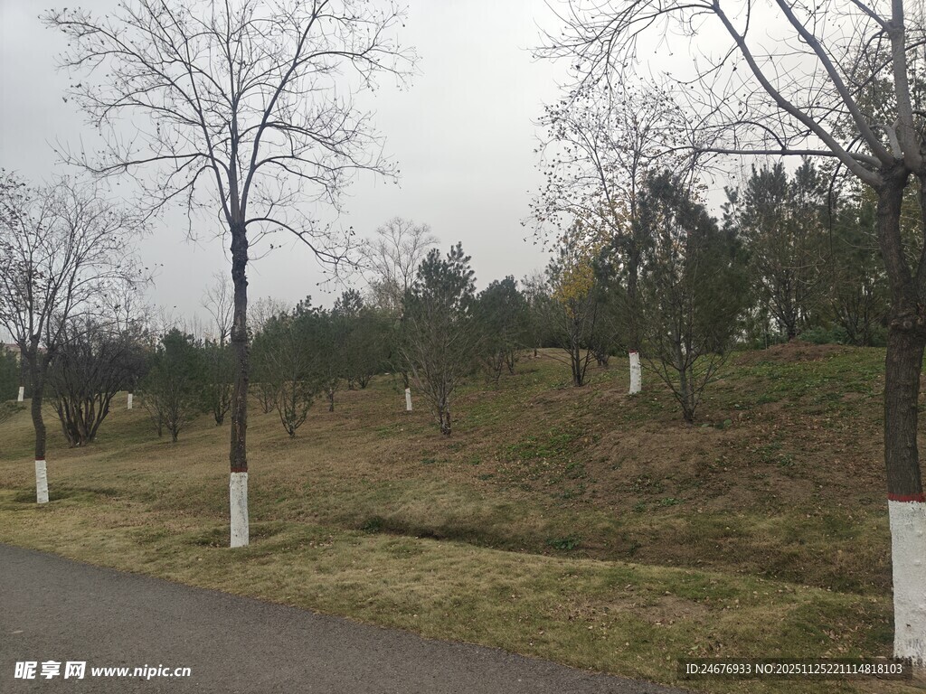 冬日路旁树木与草地景观