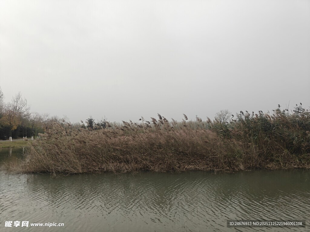 湖畔芦苇荡 静谧自然景