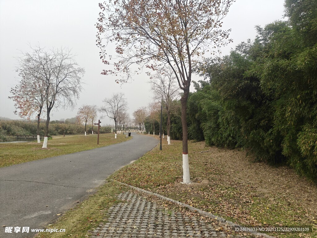 冬日林间静谧小路