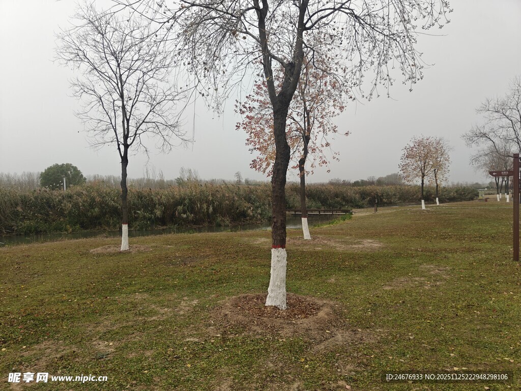 冬日草地旁的几棵树木