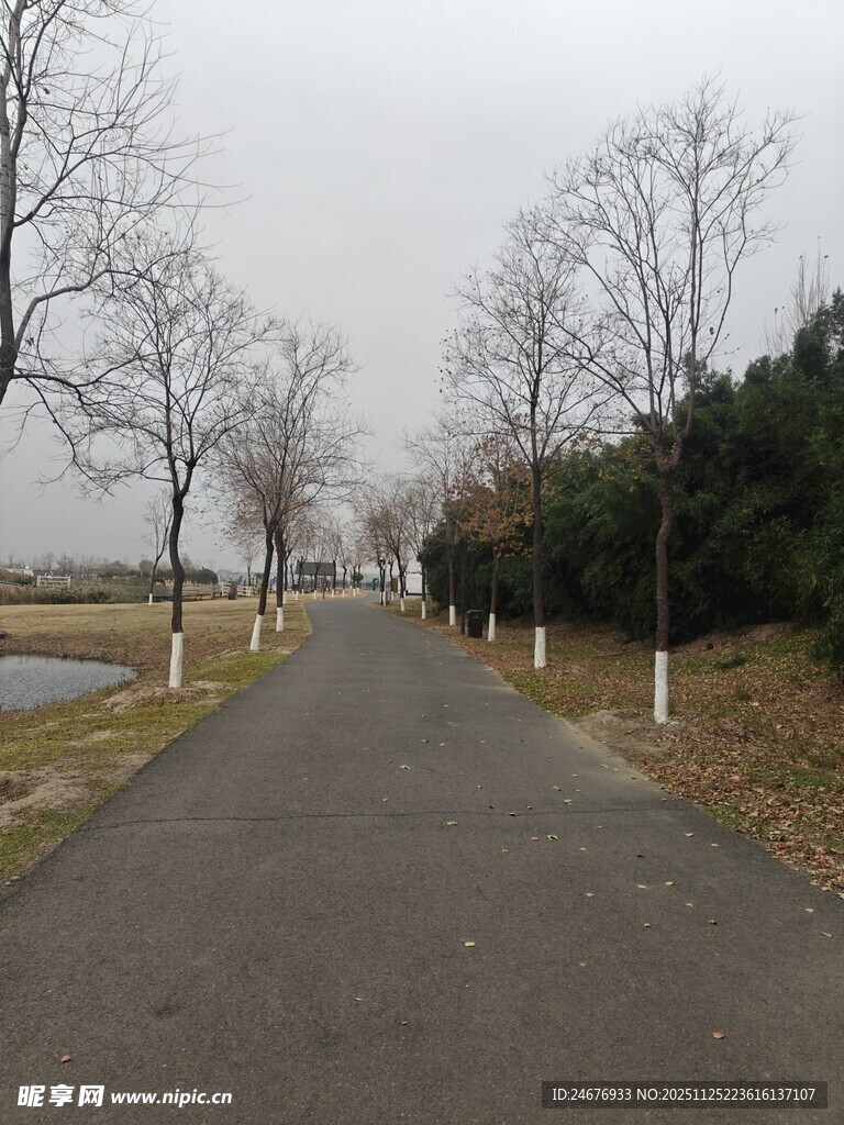 冬日寂静的林间小道