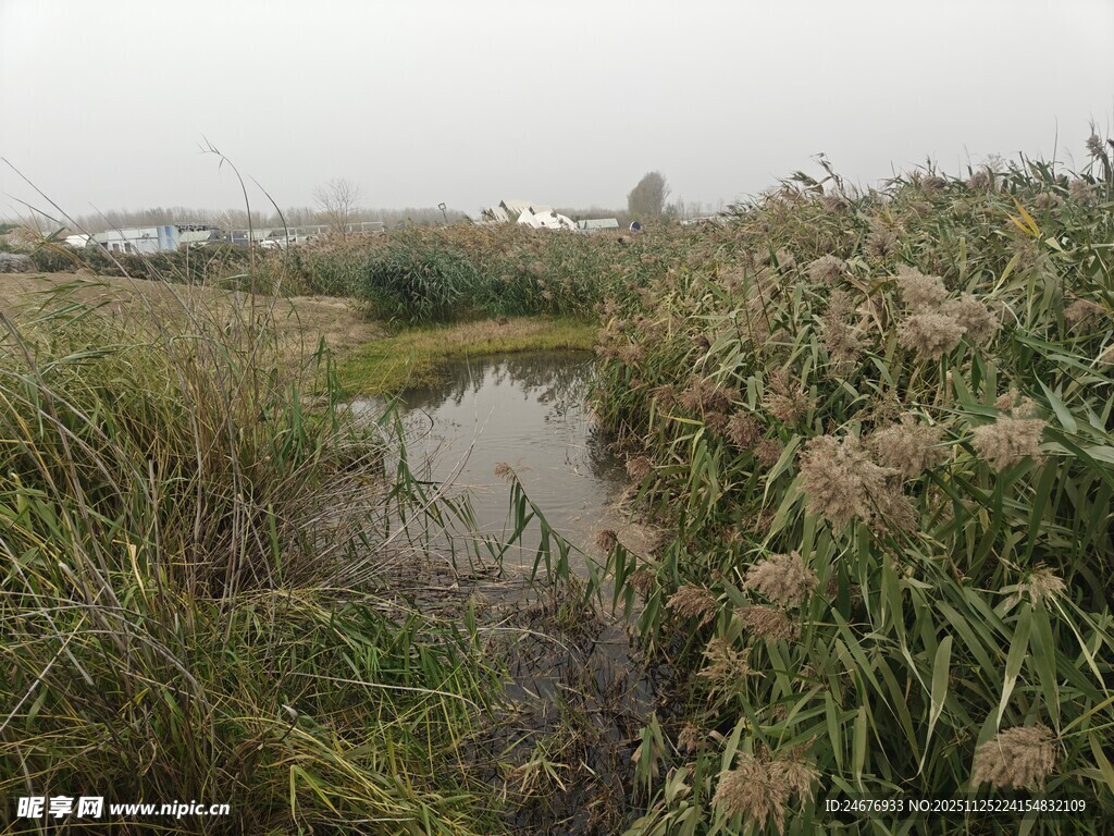 湿地自然景观 水草繁茂
