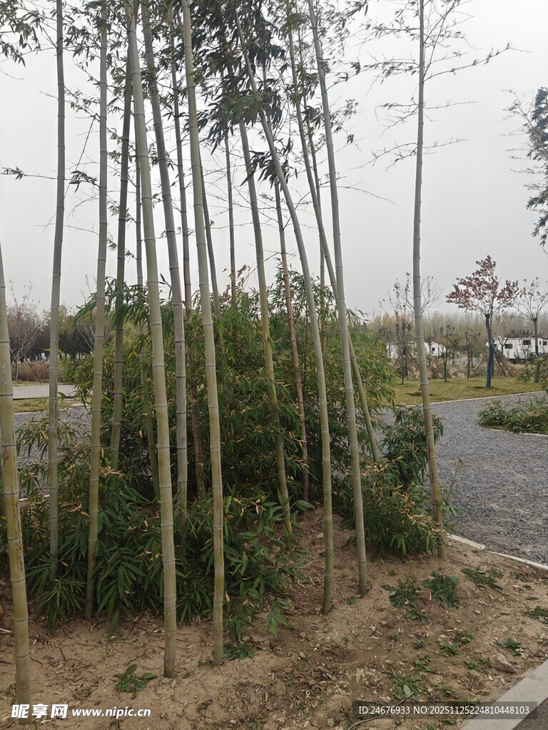 路边挺拔的竹林景观