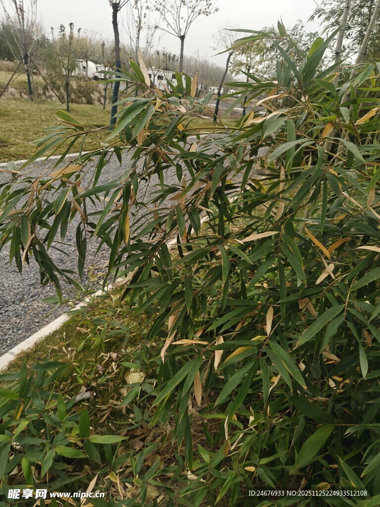 路边生长的翠绿竹子