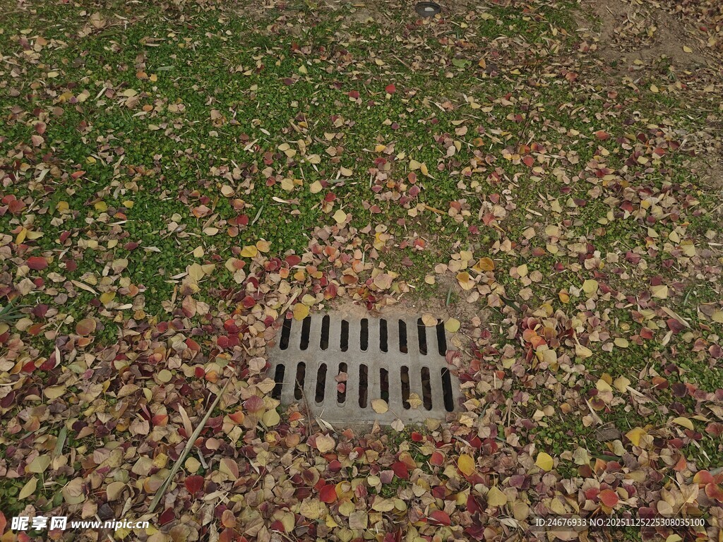 落叶覆盖的地面排水口