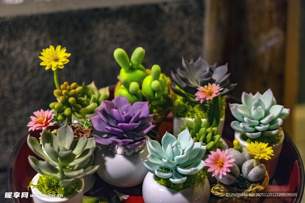 多彩多肉盆栽展示