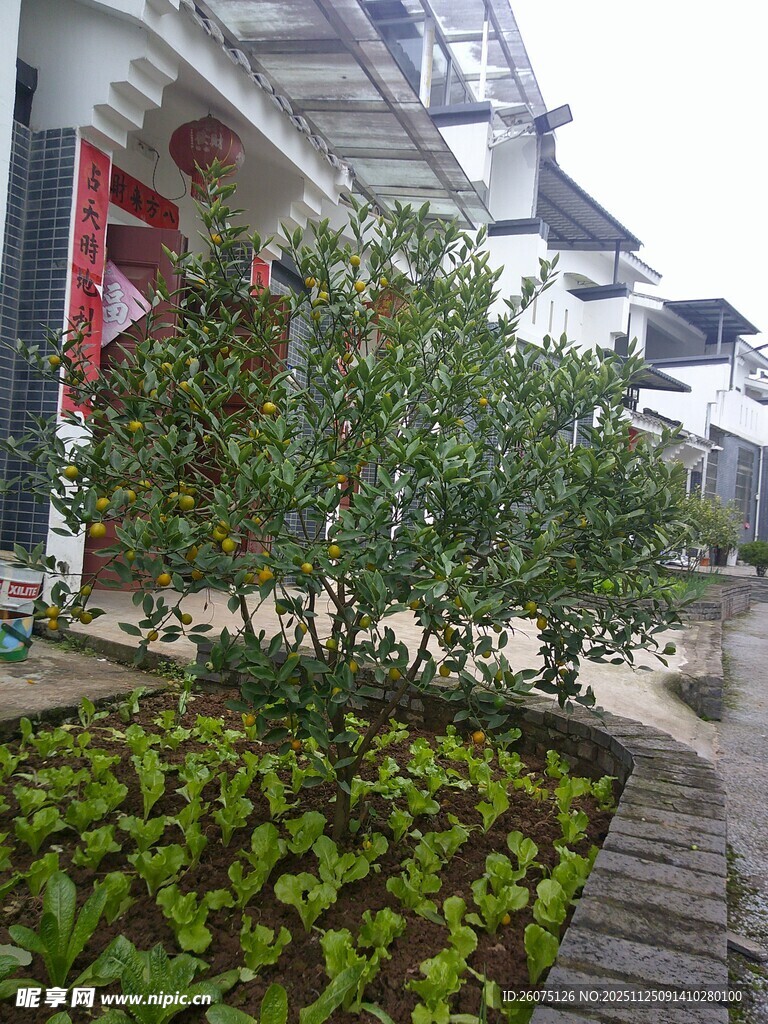 庭院绿植景观一角