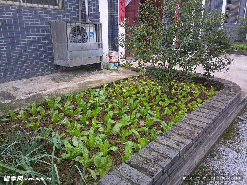 庭院中的小菜园景观