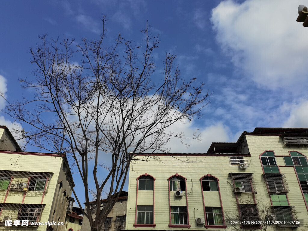 蓝天映衬下的楼宇与枯树