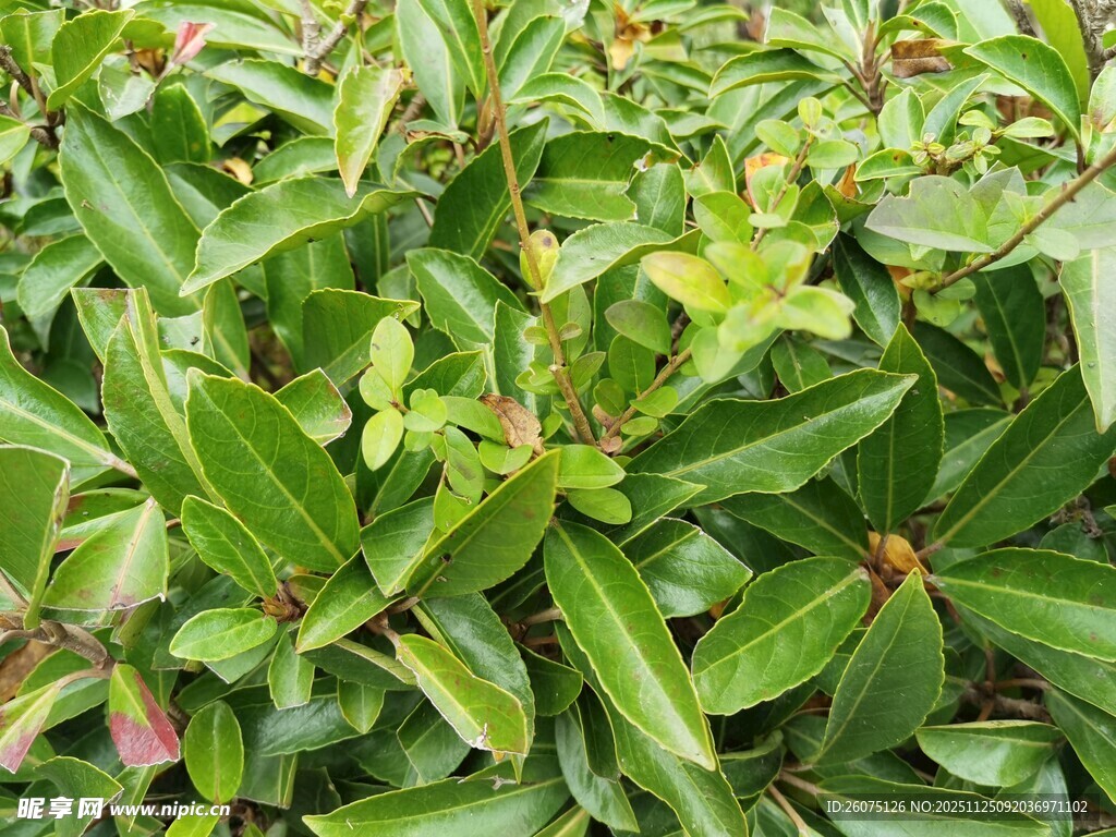 绿叶繁茂的植物景观