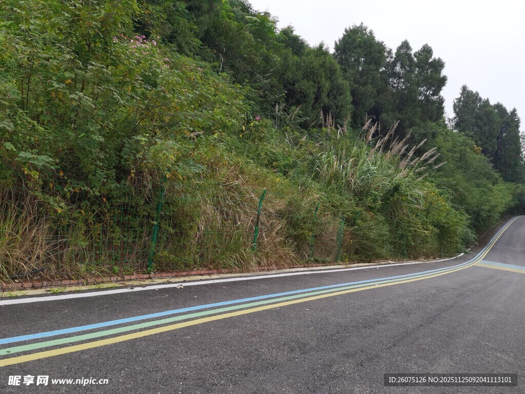 蜿蜒公路旁的葱郁植被
