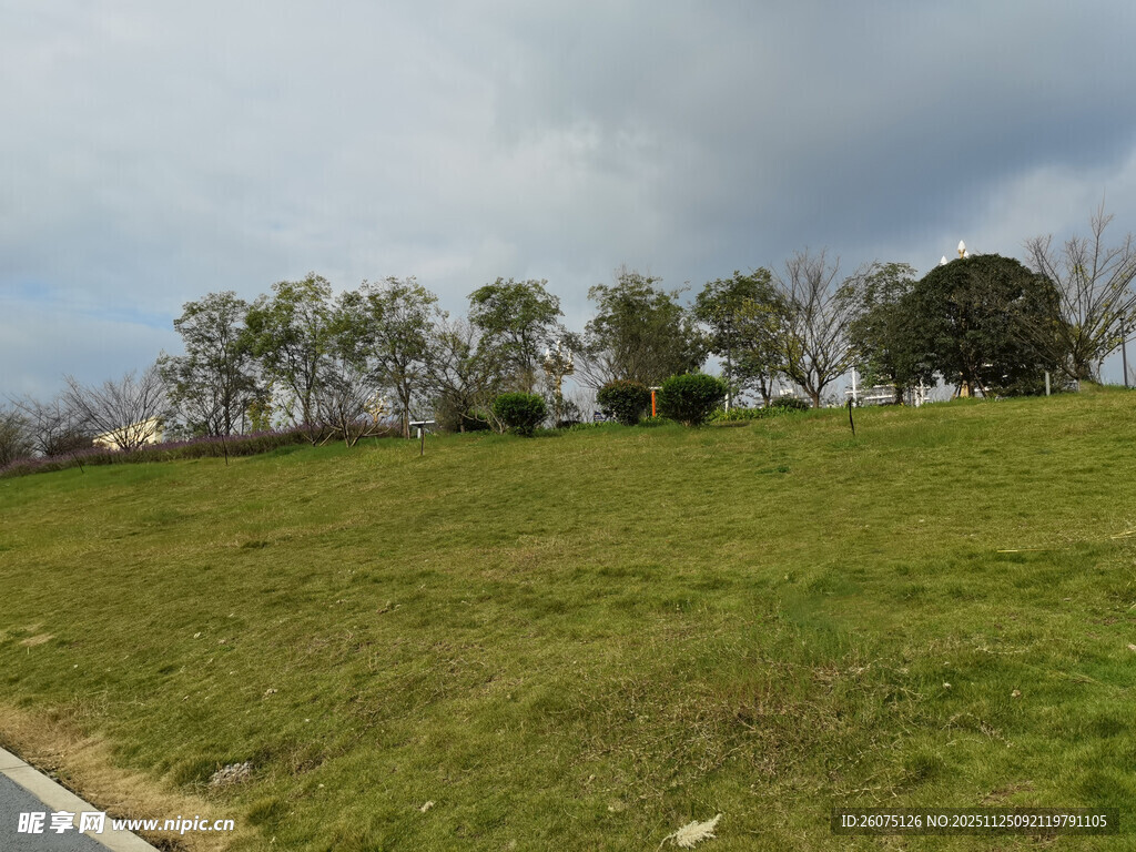 公路旁的绿意草地与树木