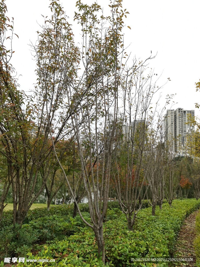 城市中的绿植景观