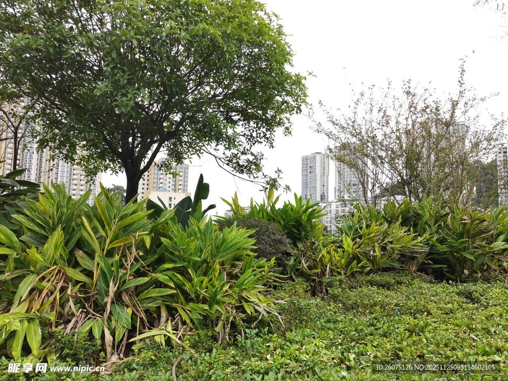 城市中的绿植景观