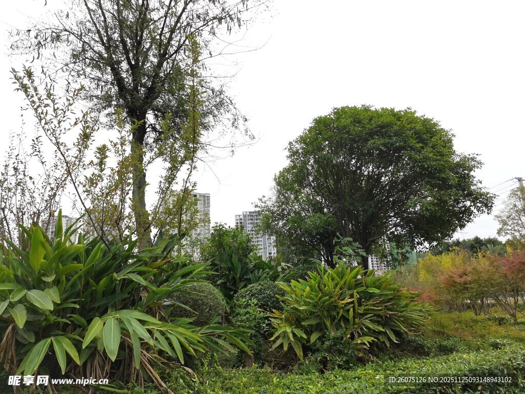 繁茂绿植景观