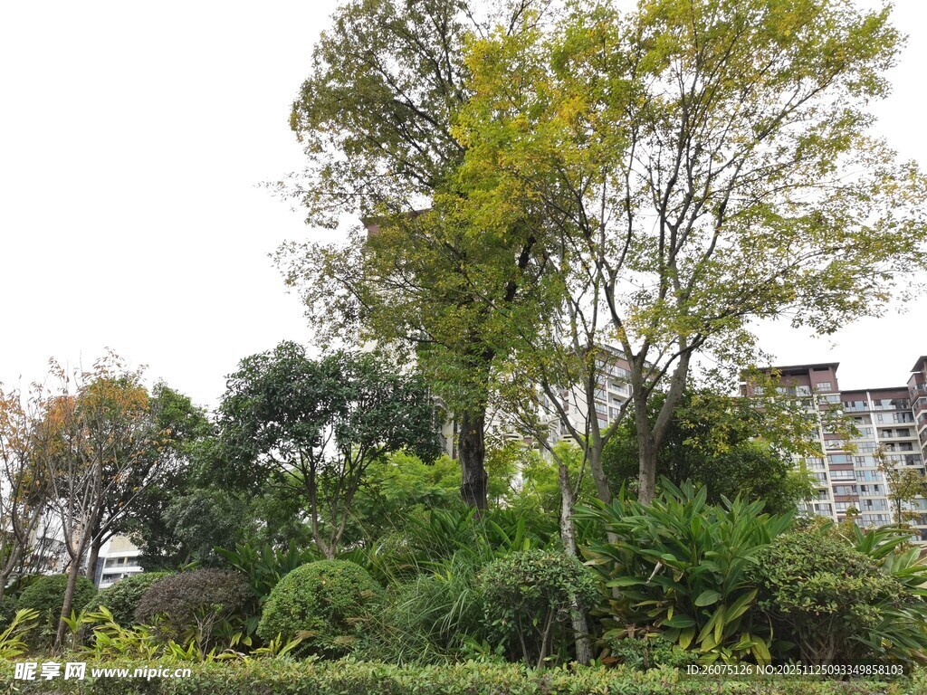 户外繁茂绿植与树木景观