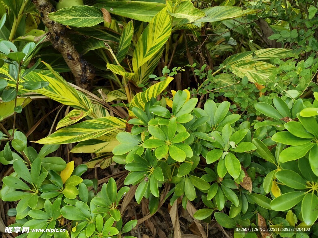 繁茂绿植景观