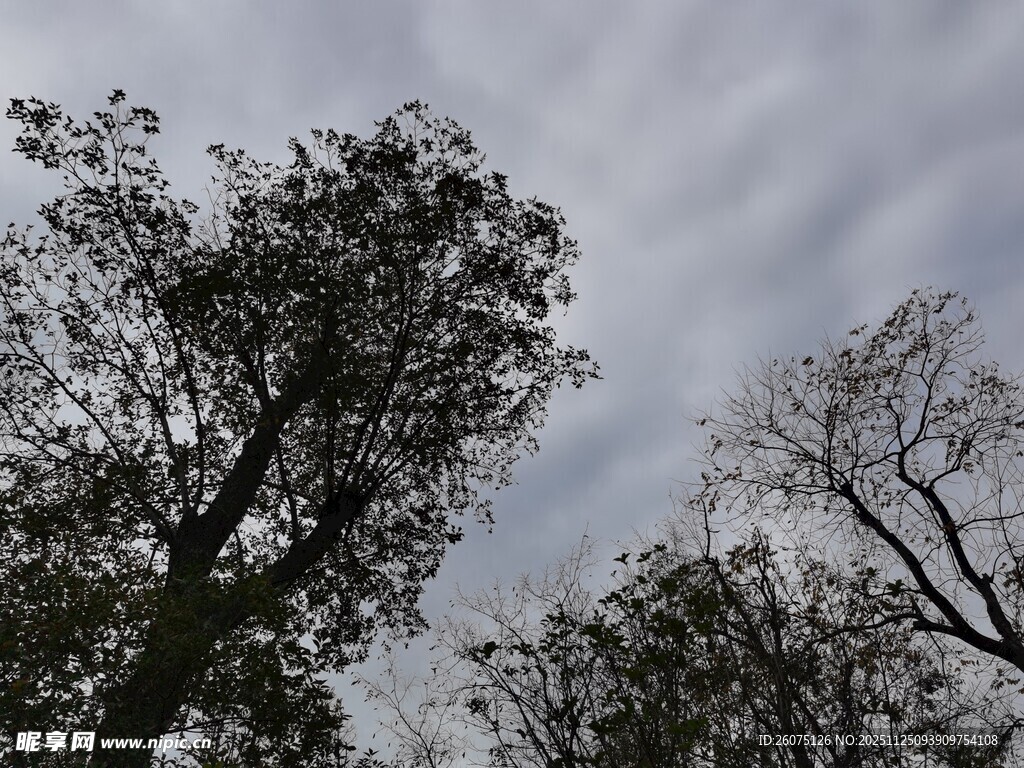 仰视树冠与阴沉天空
