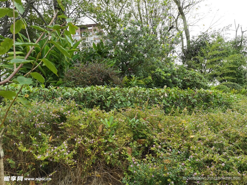 野外繁茂绿植景观