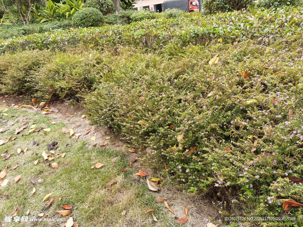 整齐的绿植灌木丛景观