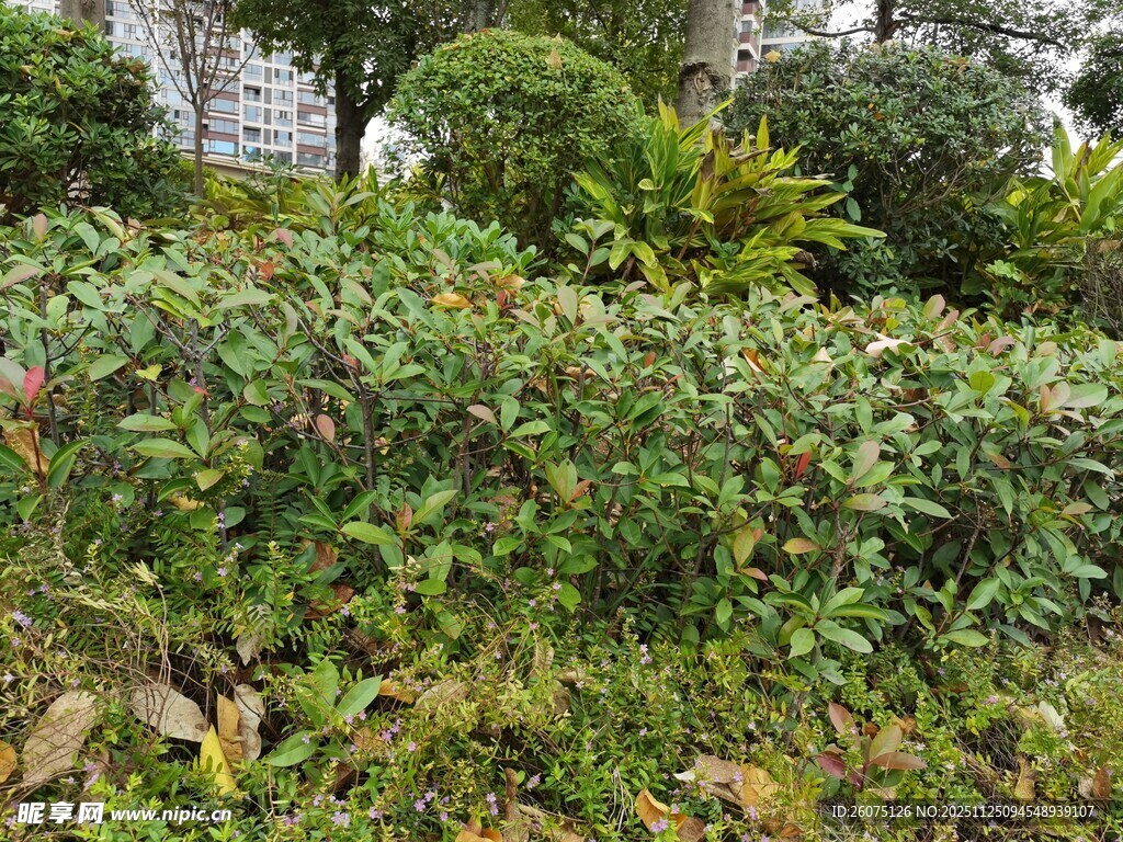 繁茂绿植景观