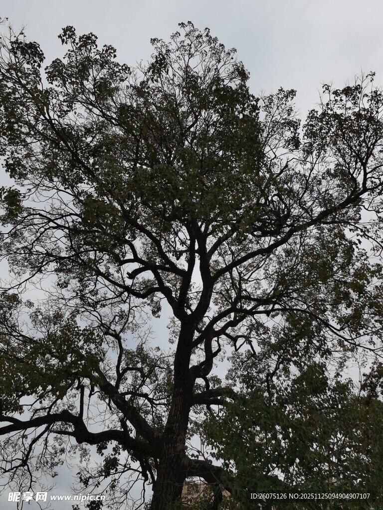 高大树木枝叶繁茂入云天